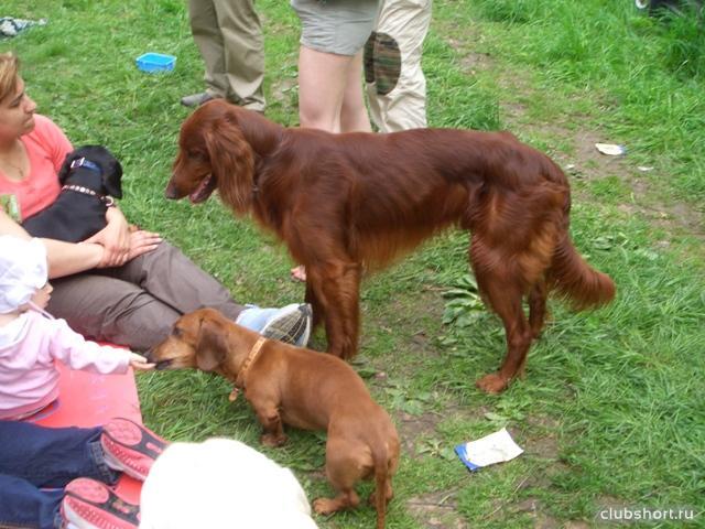 20311_dog7.jpg